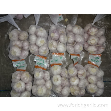 New Season Normal Garlic